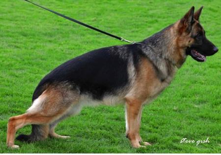 Uzza vom Lärchenhain a ED Kkl IGP1 German Shepherd Dog