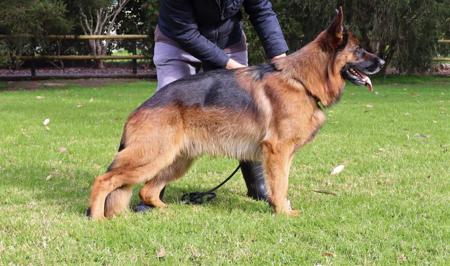 Treuschutzer Buzz Liteyear AZ German Shepherd Dog