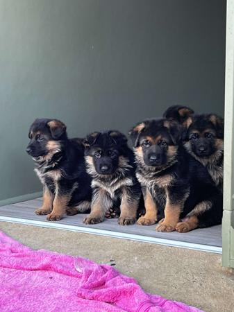 German Shepherd Dog puppy for sale by TREUSCHUTZER