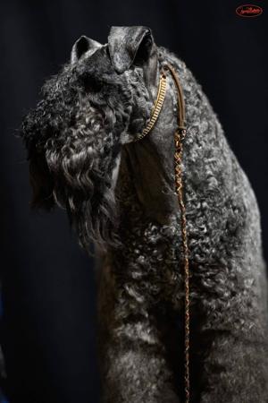 Kerry Blue Terrier for sale by SHADOWSTAFF
