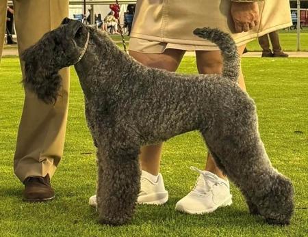 Kerry Blue Terrier for sale by SHADOWSTAFF