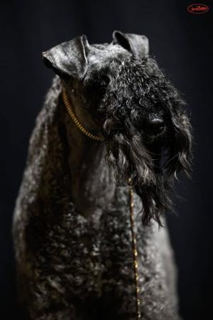 Kerry Blue Terrier for sale by TURBOOST