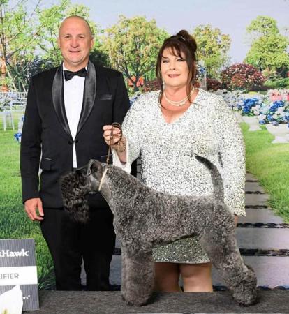 Kerry Blue Terrier for sale by SHADOWSTAFF