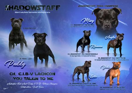 Staffordshire Bull Terrier for sale by TURBOOST