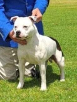 Staffordshire Bull Terrier for sale by SHADOWSTAFF