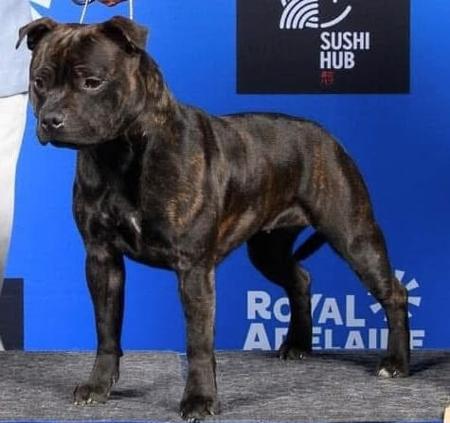 Staffordshire Bull Terrier for sale by SHADOWSTAFF