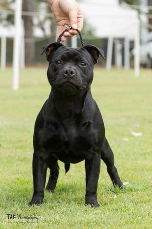 Staffordshire Bull Terrier for sale by SHADOWSTAFF