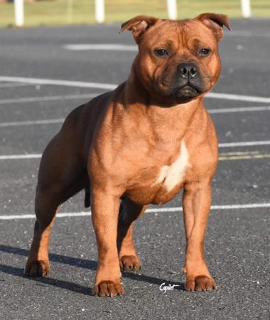 Staffordshire Bull Terrier for sale by SHADOWSTAFF