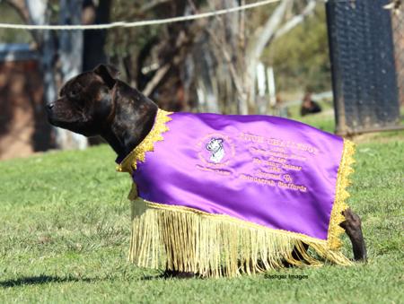 Staffordshire Bull Terrier for sale by SHADOWSTAFF