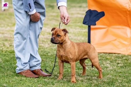 Staffordshire Bull Terrier dog for sale by TURBOOST