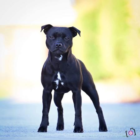 Lilrock Devils Roll Da DIce Staffordshire Bull Terrier
