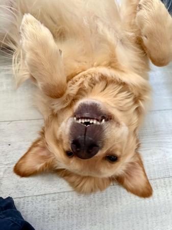 Golden Retriever for sale by GEWALT