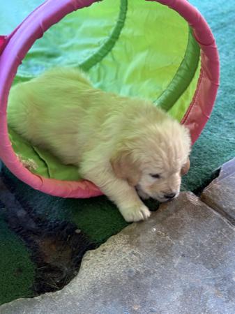 Golden Retriever for sale by GEWALT