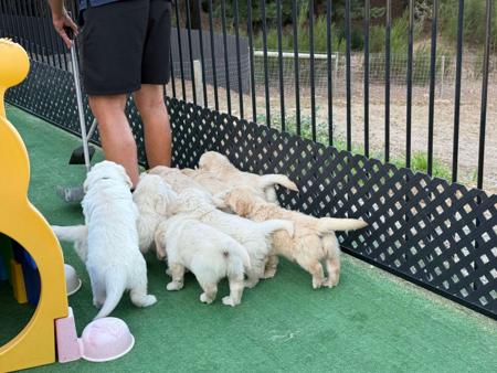 Golden Retriever for sale by GEWALT