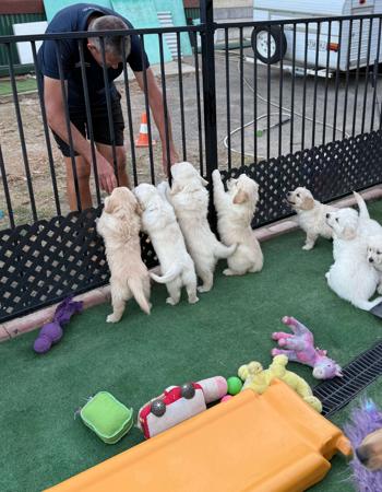 Golden Retriever for sale by HINTERHAUS001