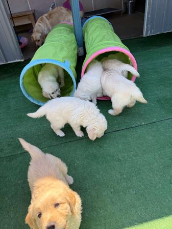 Golden Retriever for sale by GEWALT