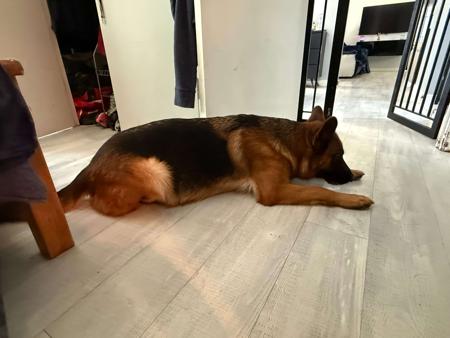 German Shepherd Dog puppy for sale by HINTERHAUS001