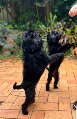 Affenpinscher for sale by MBRIENPARKER