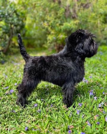 Affenpinscher for sale by BALLIOL