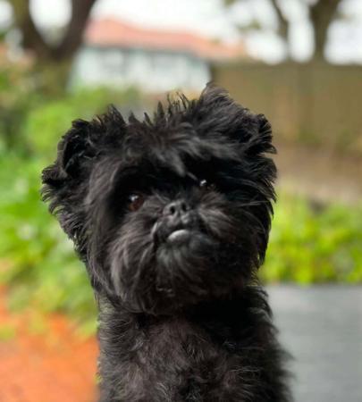 Affenpinscher for sale by BALLIOL