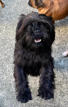 Affenpinscher for sale by BALLIOL