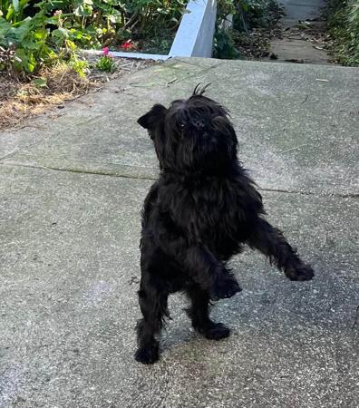 Affenpinscher for sale by BALLIOL