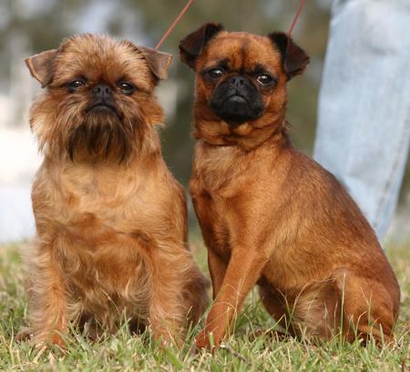 Griffon Bruxellois for sale by BALLIOL