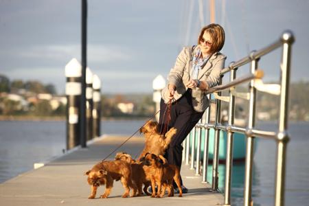 Griffon Bruxellois for sale by BALLIOL