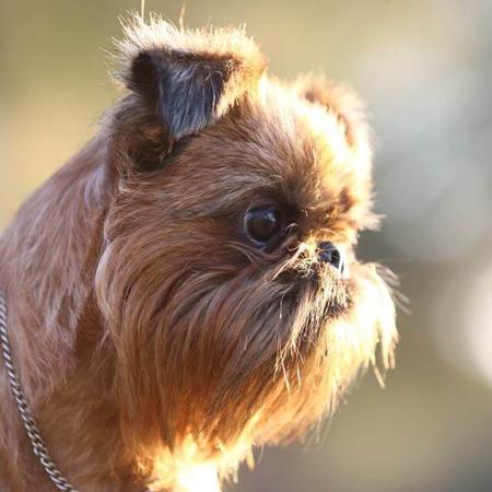 Griffon Bruxellois for sale by BALLIOL