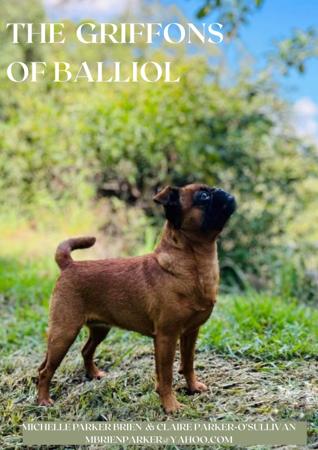 Griffon Bruxellois for sale by MBRIENPARKER