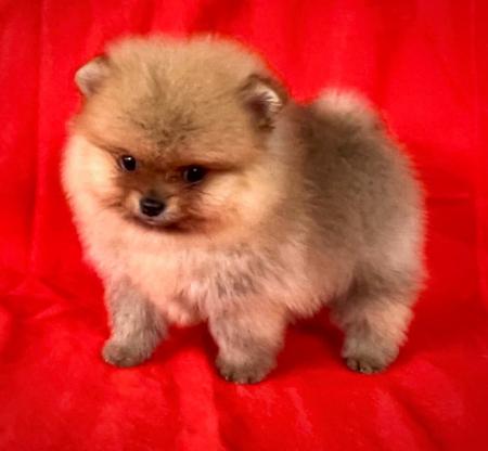Pomeranian for sale by PIXIPOM
