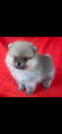 Pomeranian for sale by PIXIPOM