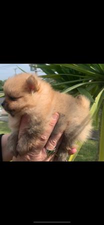 Pomeranian for sale by PIXIPOM