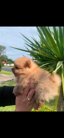 Pomeranian for sale by PIXIPOM