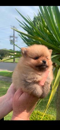 Pomeranian for sale by PIXIPOM