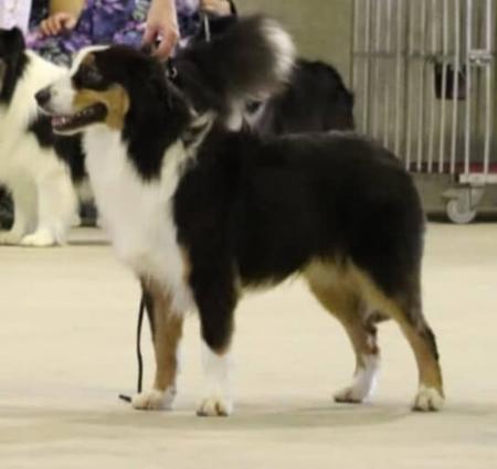 Australian Shepherd puppy for sale by LYNTIKI