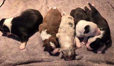 Australian Shepherd puppy for sale by LYNTIKI
