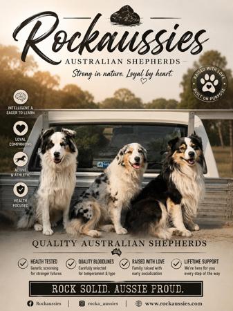 Australian Shepherd for sale by ROCKAUSSIES