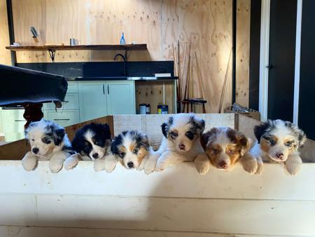 Australian Shepherd for sale by ROCKAUSSIES