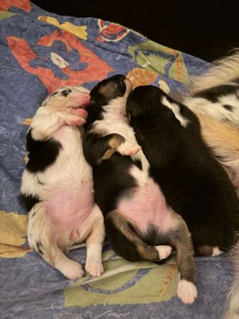 Australian Shepherd for sale by ROCKAUSSIES