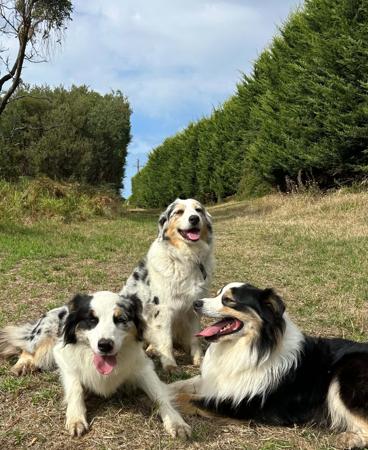 Australian Shepherd for sale by ROCKAUSSIES