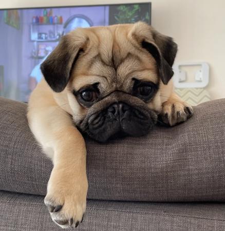 Pug for sale by DIVADOGS