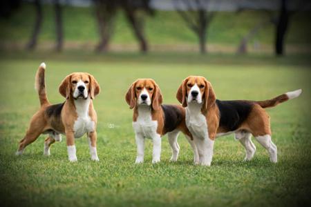 Beagle for sale by KEZZIAH