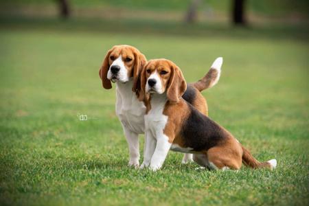 Beagle for sale by KEZZIAH