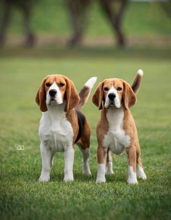 Beagle for sale by KEZZIAH