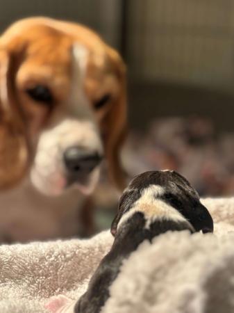 Beagle for sale by KEZZIAH