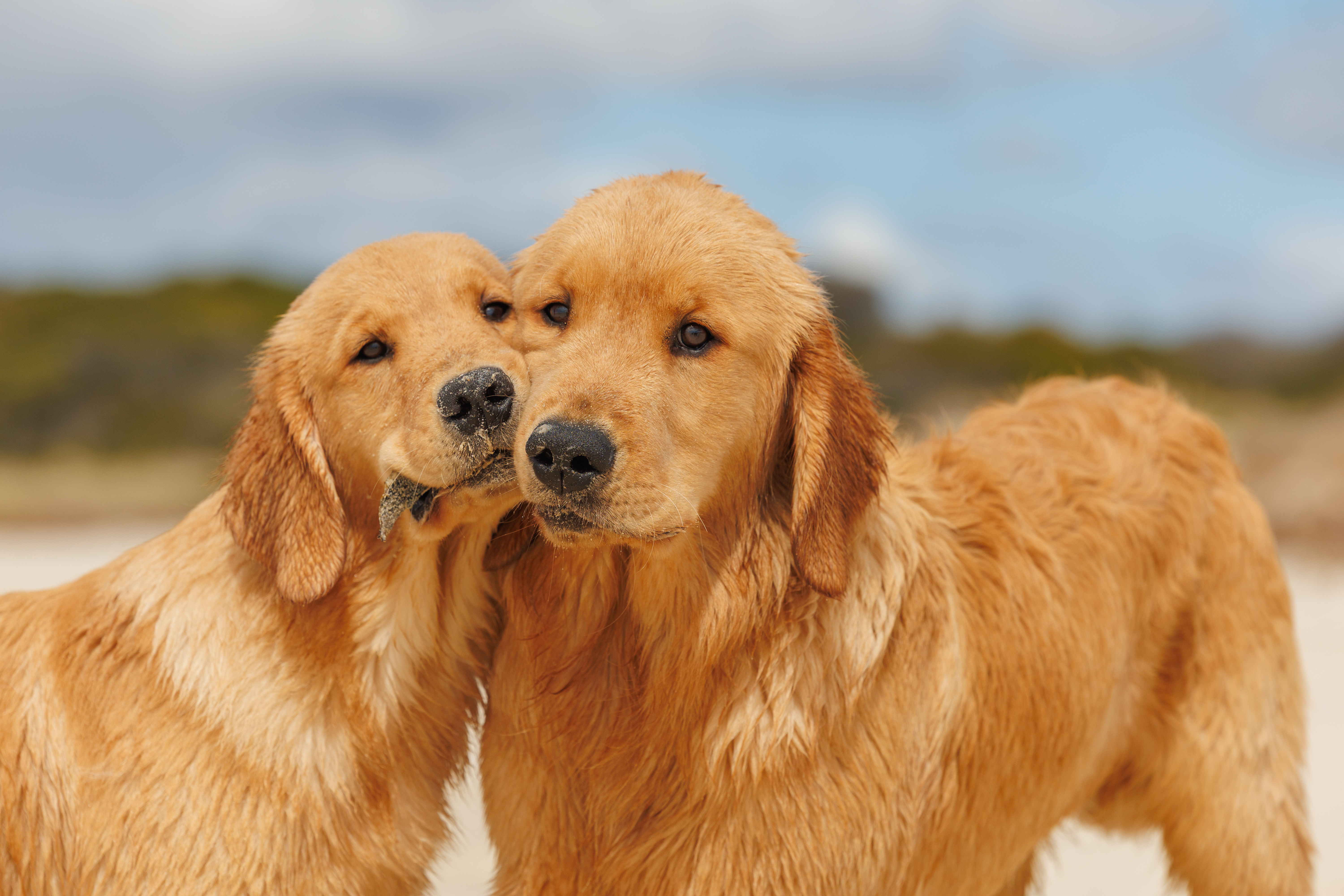 Golden Retriever for sale by OLIVASHE