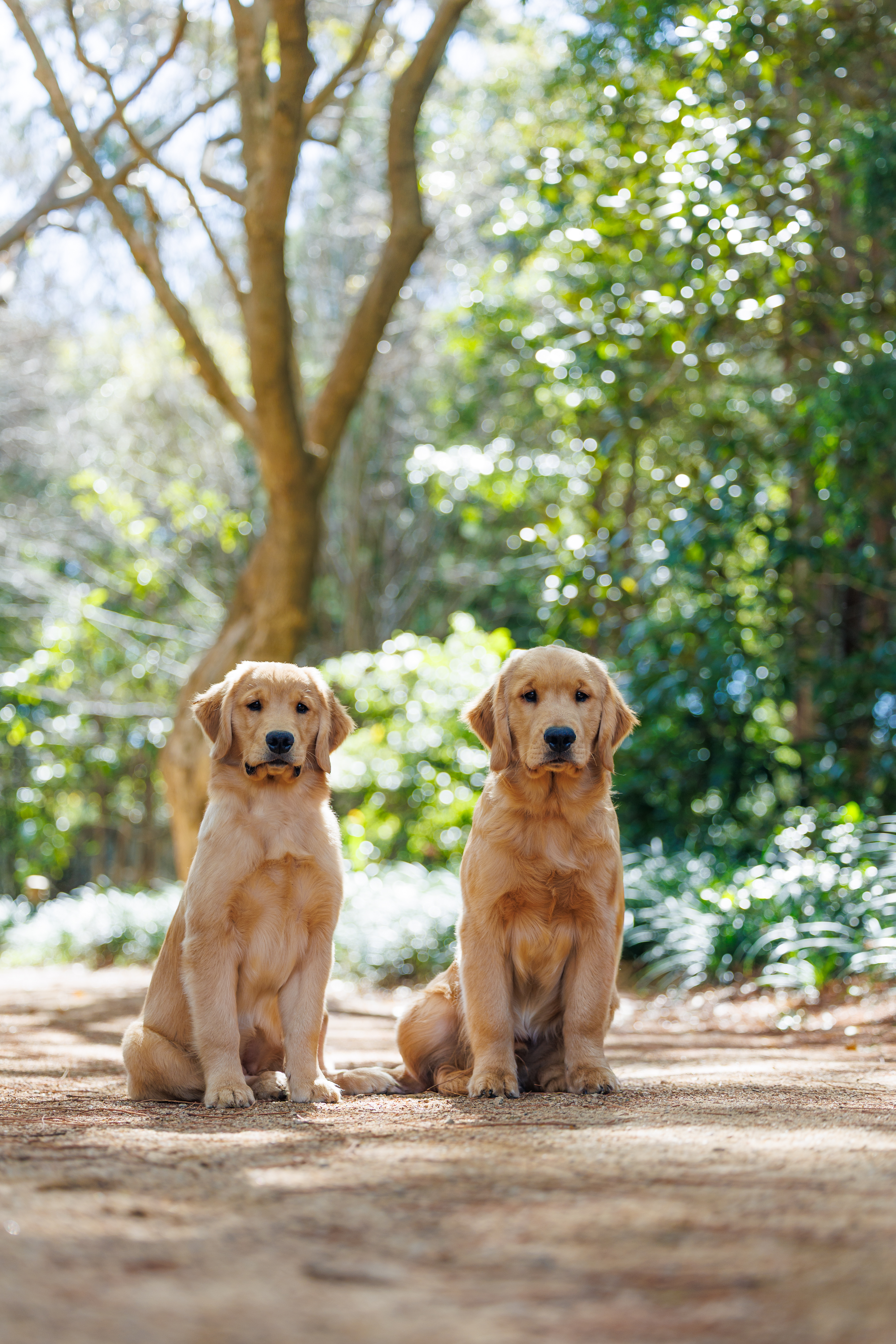 Golden Retriever for sale by OLIVASHE