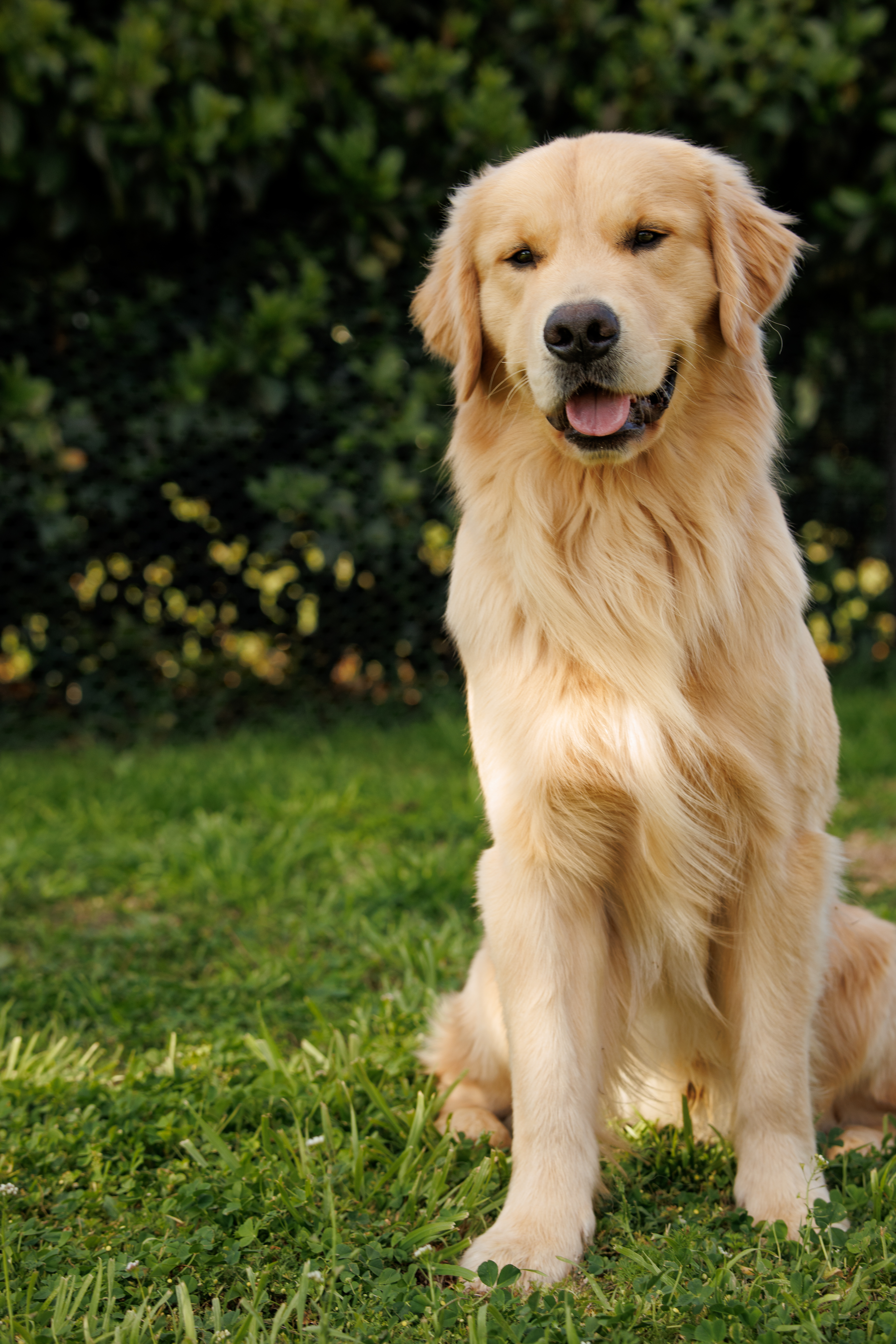 Golden Retriever for sale by OLIVASHE