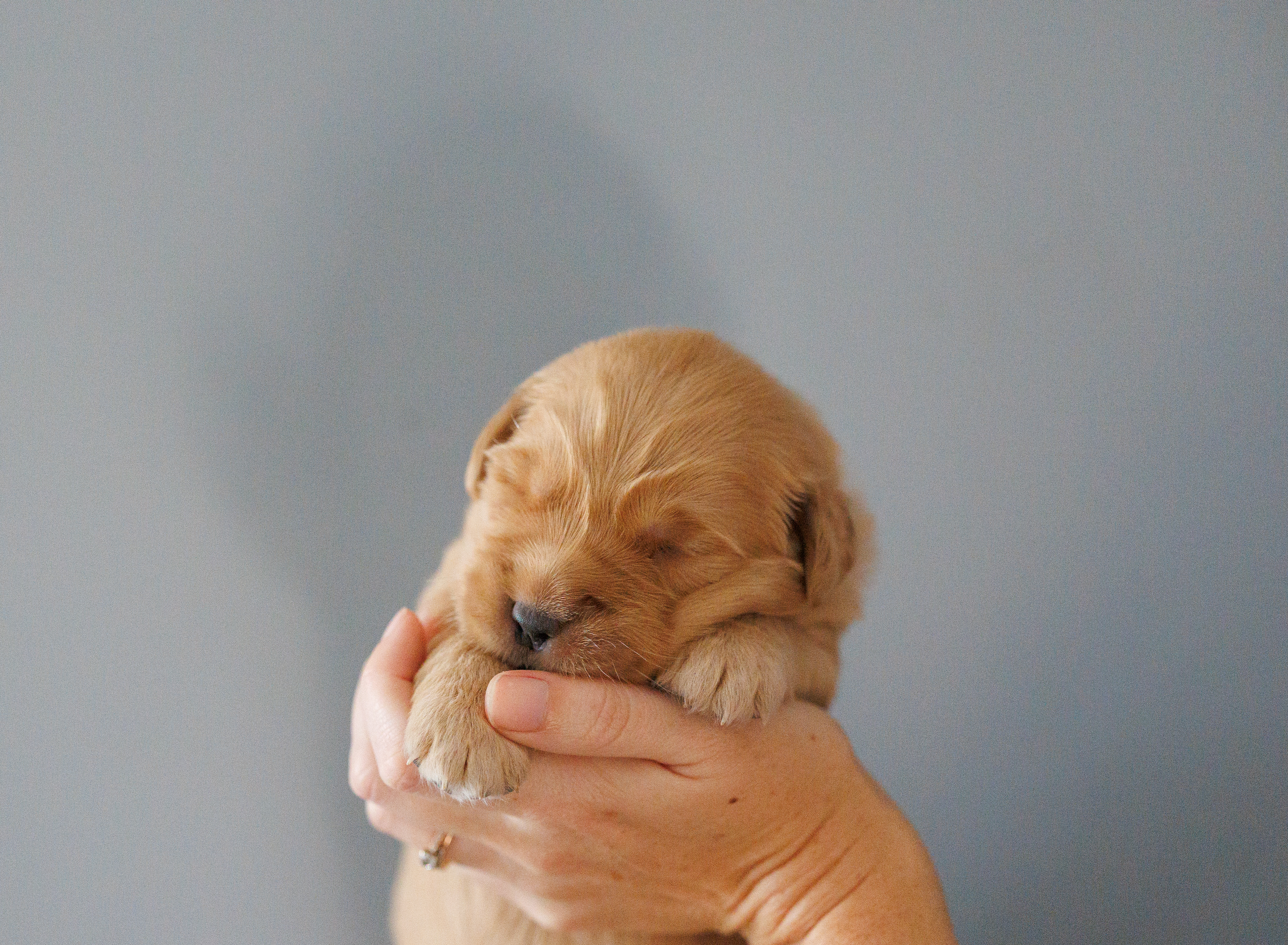 Golden Retriever for sale by OLIVASHE